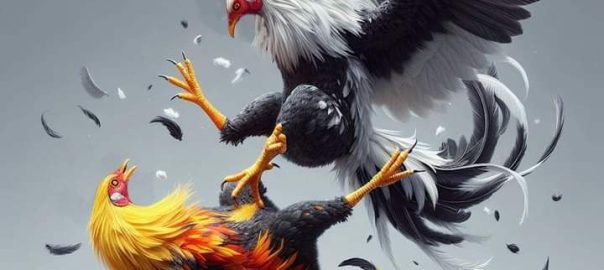 Cara Memilih Ayam Aduan Statistik Lengkap